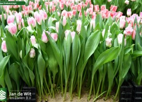 Tulipa Drakensteyn ® (1)